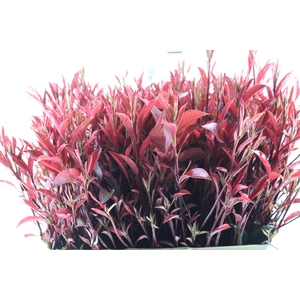 CRISANTEMO ROSE REAGAN 080 CM