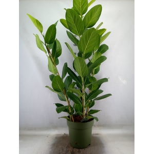 Ficus benghalensis 'Audrey'