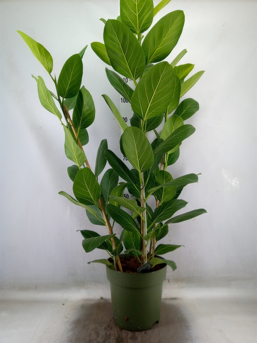 <h4>Ficus benghalensis 'Audrey'</h4>
