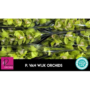 CYMB T OVATI EMERALD