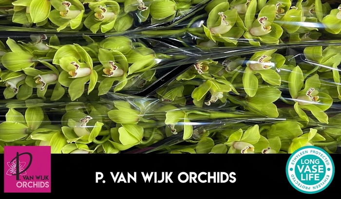 <h4>CYMB T OVATI EMERALD</h4>