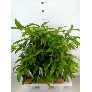 Dracaena surculosa