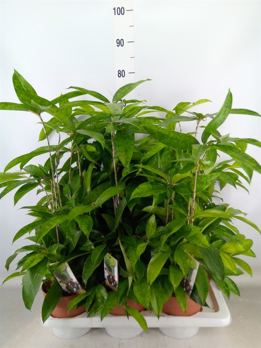 <h4>Dracaena surculosa</h4>