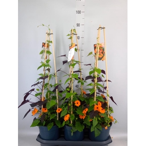 Thunbergia alata 'Orange BlackEye'