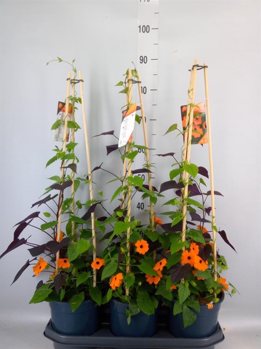 <h4>Thunbergia alata 'Orange BlackEye'</h4>