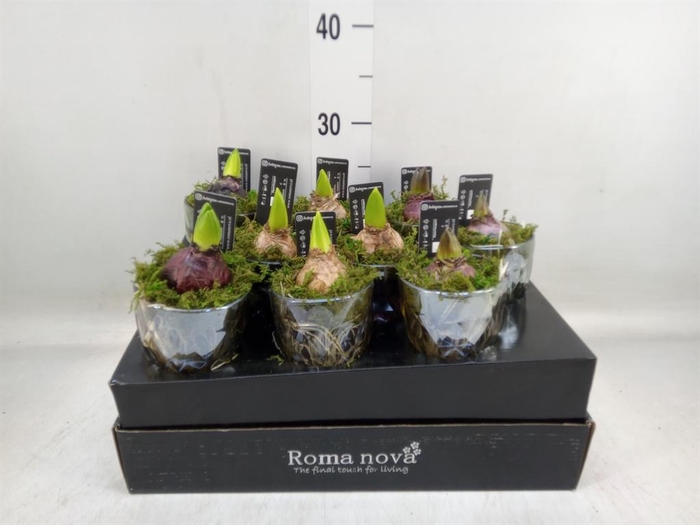 <h4>Arr. Hyacinthus L%</h4>