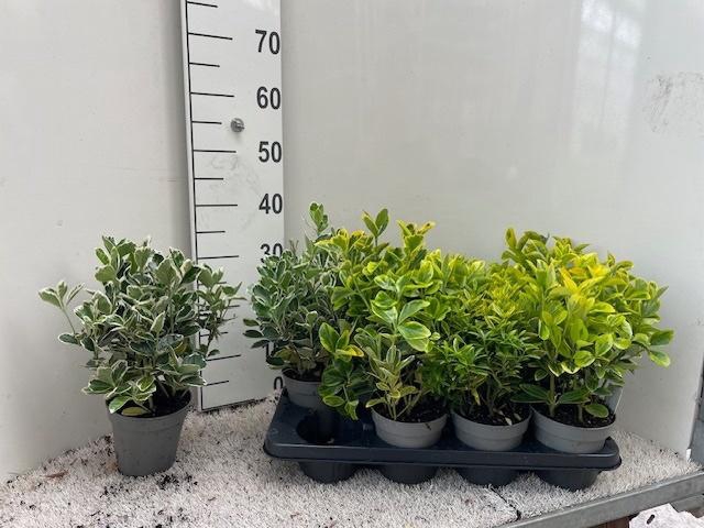 <h4>EUONYMUS JAP GEM</h4>