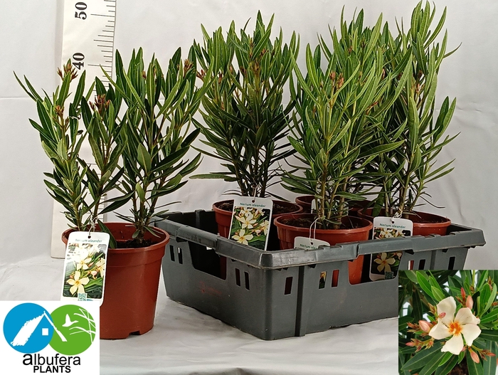 <h4>NERI OLEANDER</h4>