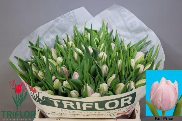 <h4>TU DUB FAIR PRICE 30GR</h4>