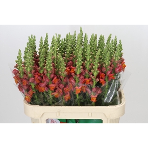 Antirrhinum Cannes Orange