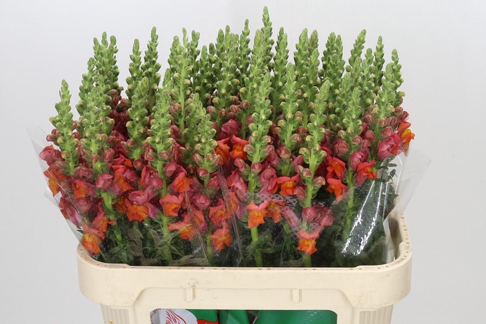<h4>Antirrhinum Cannes Orange</h4>
