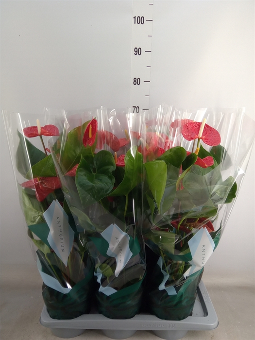 <h4>Anthurium andr. 'Madural'</h4>