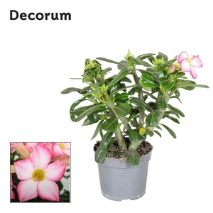 Adenium obesum 'Pinkstar'