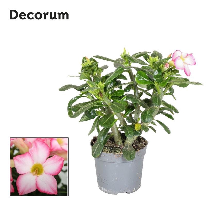 <h4>Adenium obesum 'Pinkstar'</h4>