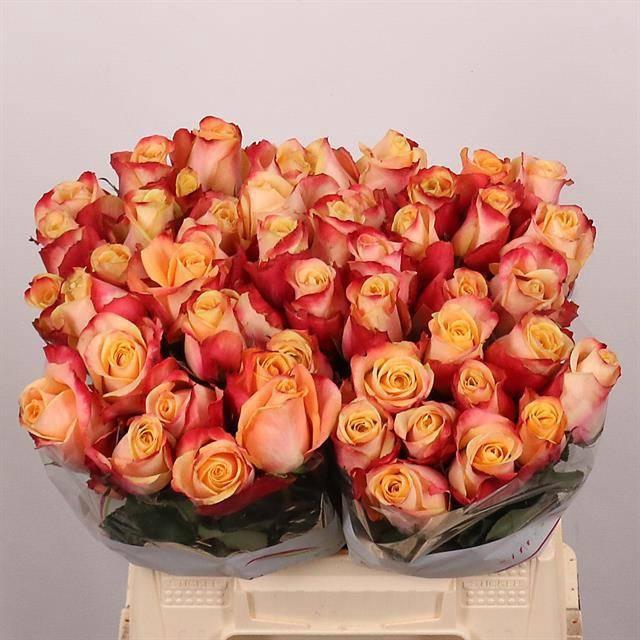 <h4>R GR PEBBLES</h4>