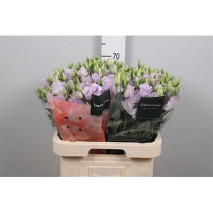 Eus G Stracciatella Lavender