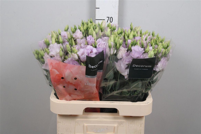 <h4>Eus G Stracciatella Lavender</h4>