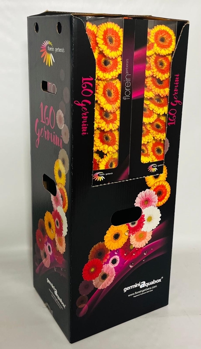 <h4>GE MI DECORA Aquabox *160</h4>