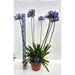 Agapanthus TR 'Polar Ice'