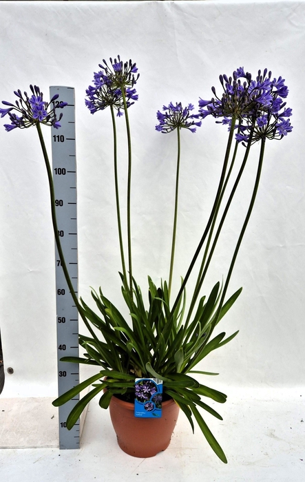 <h4>Agapanthus TR 'Polar Ice'</h4>