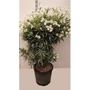 NERI OLEANDER