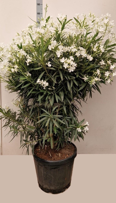 <h4>NERI OLEANDER</h4>