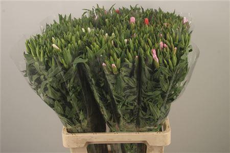 <h4>Clarkia Am Gr Mixed In The Bunch</h4>
