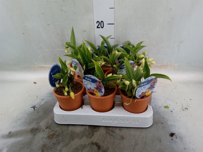 <h4>Orchideeen   ...</h4>