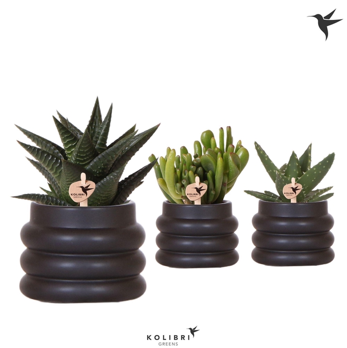 <h4>Kolibri Greens Succulenten mix in Bubble pot black</h4>