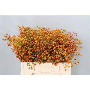 Rosa Prinsberry Orange