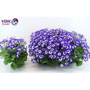 PERI C SEN BLUE BICO