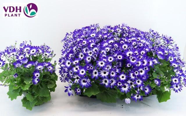 <h4>PERI C SEN BLUE BICO</h4>