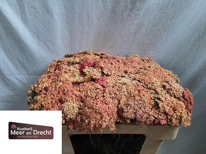 <h4>Achillea Lachsschon Meer en Drecht</h4>