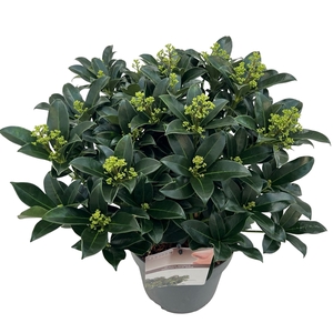 Skimmia jap. 'Fragans Cloud' sense