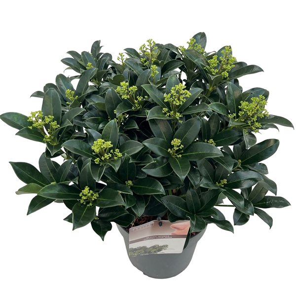 <h4>Skimmia jap. 'Fragans Cloud' sense</h4>