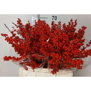 Ilex verticillata L 6