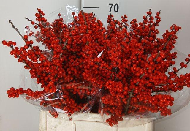 Ilex verticillata L 6