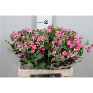 Oxy Co Pink Harmony