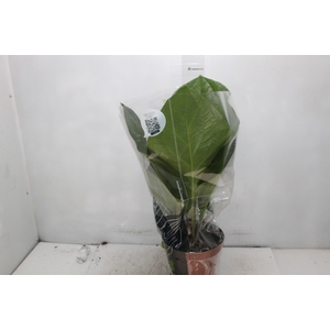 ANTHURIUM PLOWMANII P19