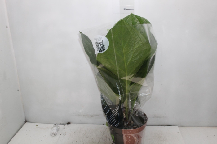 <h4>ANTHURIUM PLOWMANII P19</h4>