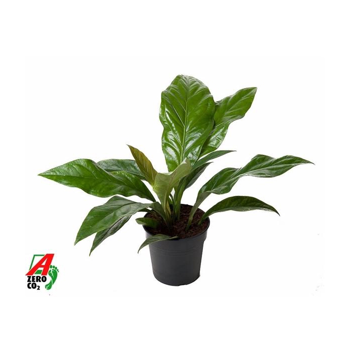 <h4>Anthurium Jungle Bush 1PP</h4>