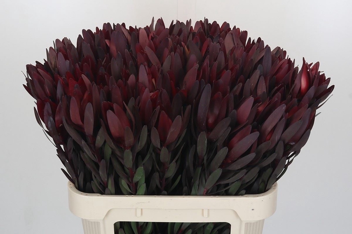 <h4>LEUCADENDRON  'SAFARI SUNSET'</h4>