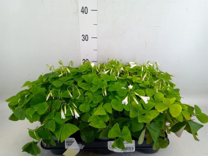 <h4>Oxalis   ...</h4>