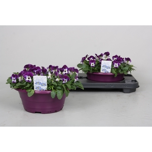 VIO CO PP VIOL  & WH