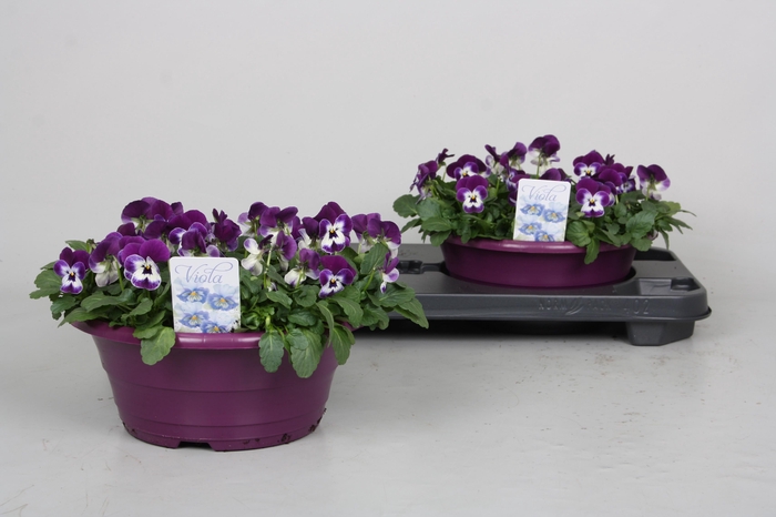 <h4>VIO CO PP VIOL  & WH</h4>