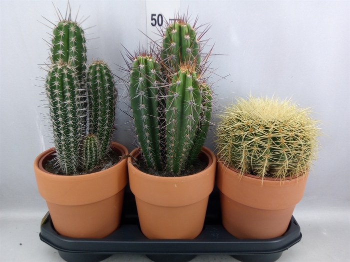 <h4>Cactus   ...</h4>