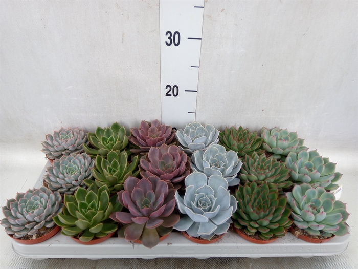 Echeveria   ...mix