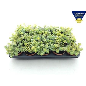 Sedum Si Mediovarieg