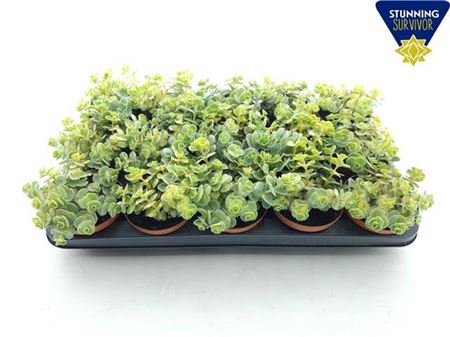 <h4>Sedum Si Mediovarieg</h4>