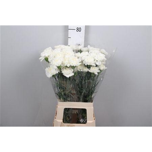 Di St Moonlight White
